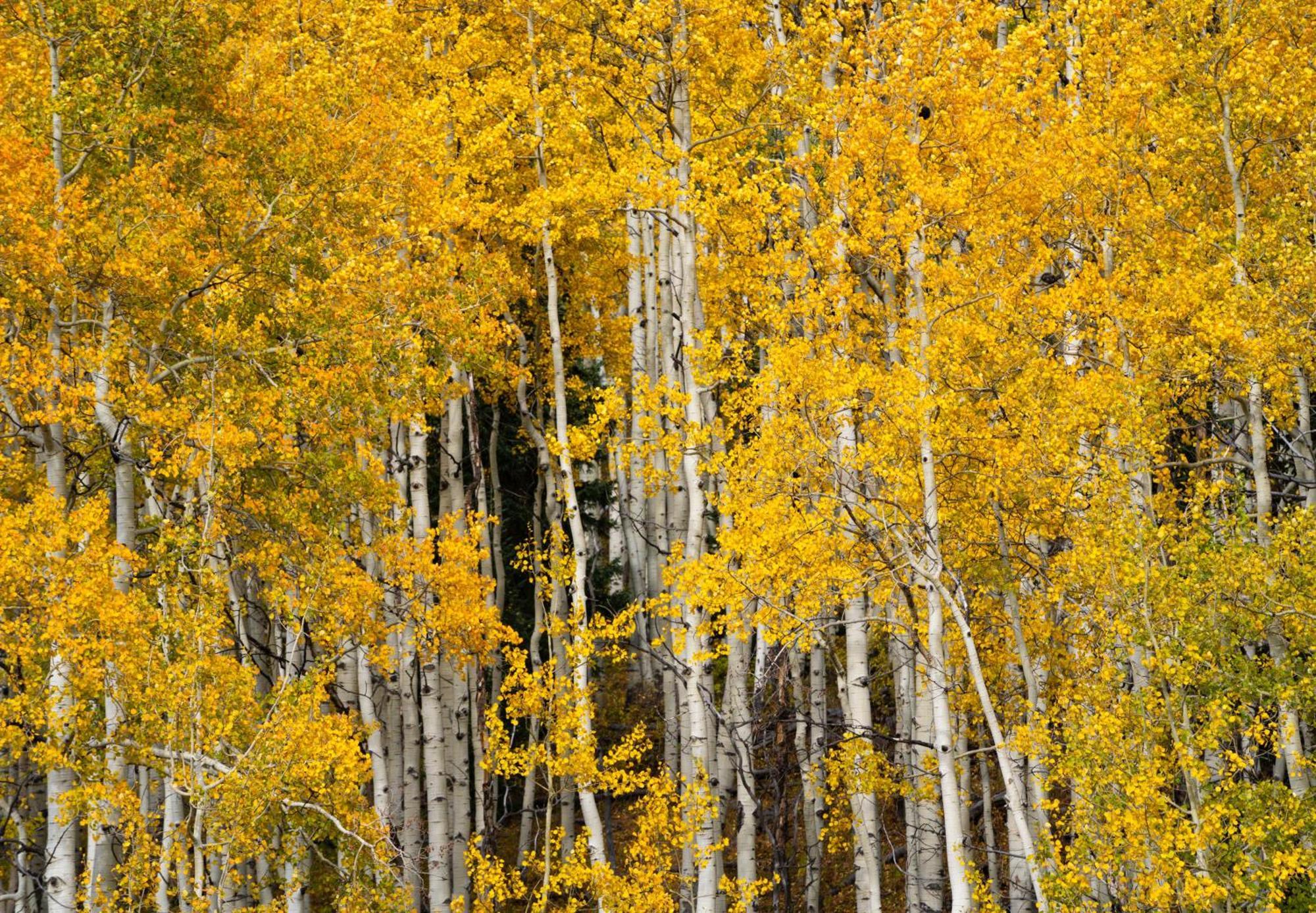 Aspen Springs Angel Fire Aparthotel Exterior foto
